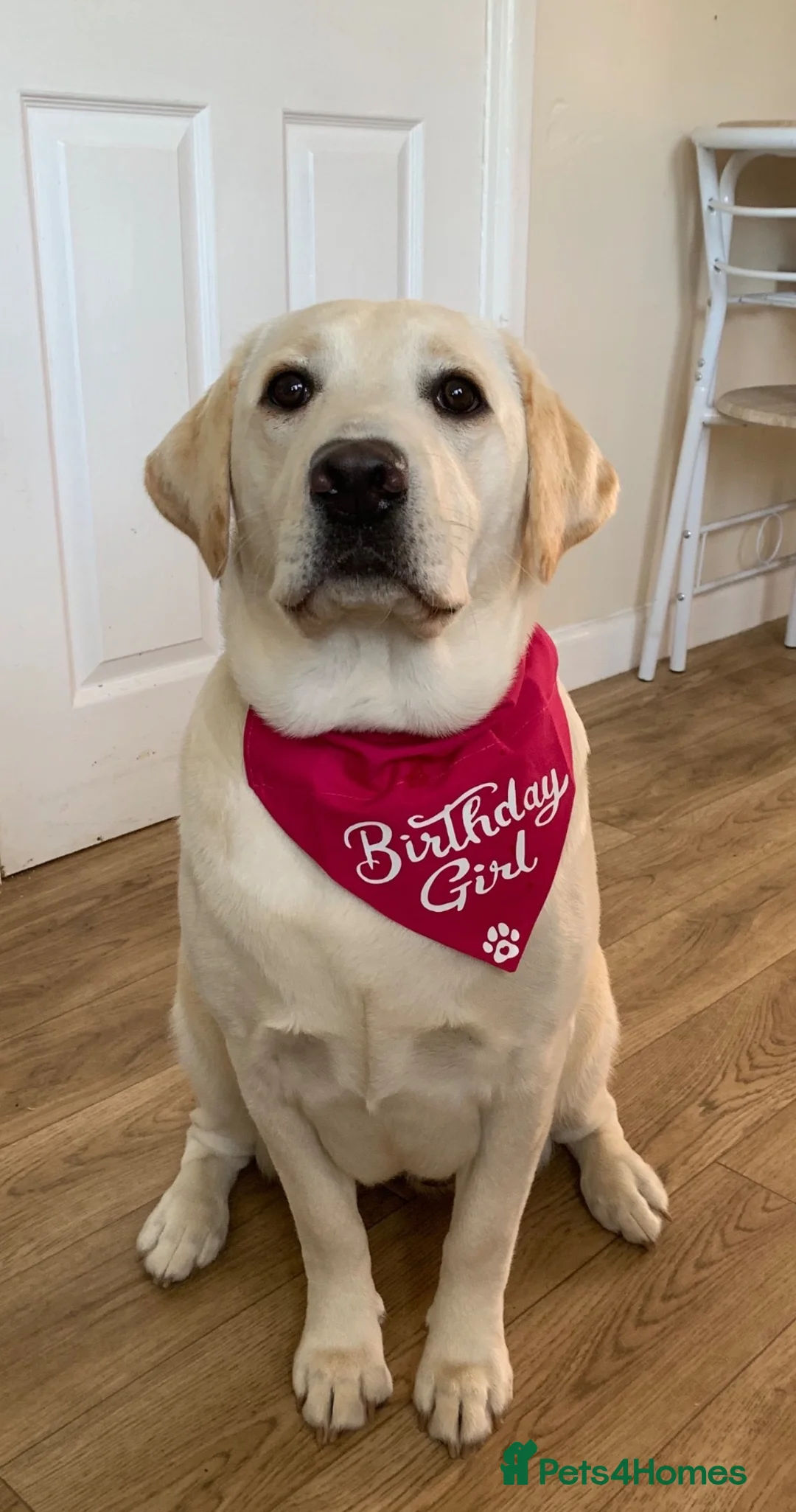 Labrador Retriever dogs for sale: Labrador puppies for sale  in Swansea - Advert 1