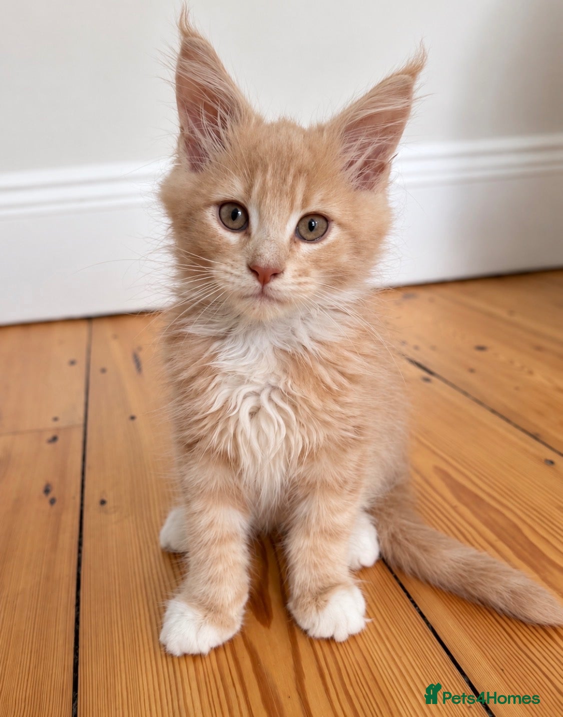 Maine Coon cats READY NOW ,TICA MALE MAINECOON - Advert 1