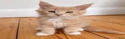 Maine Coon cats for sale: READY NOW ,TICA MALE MAINECOON - Advert 1