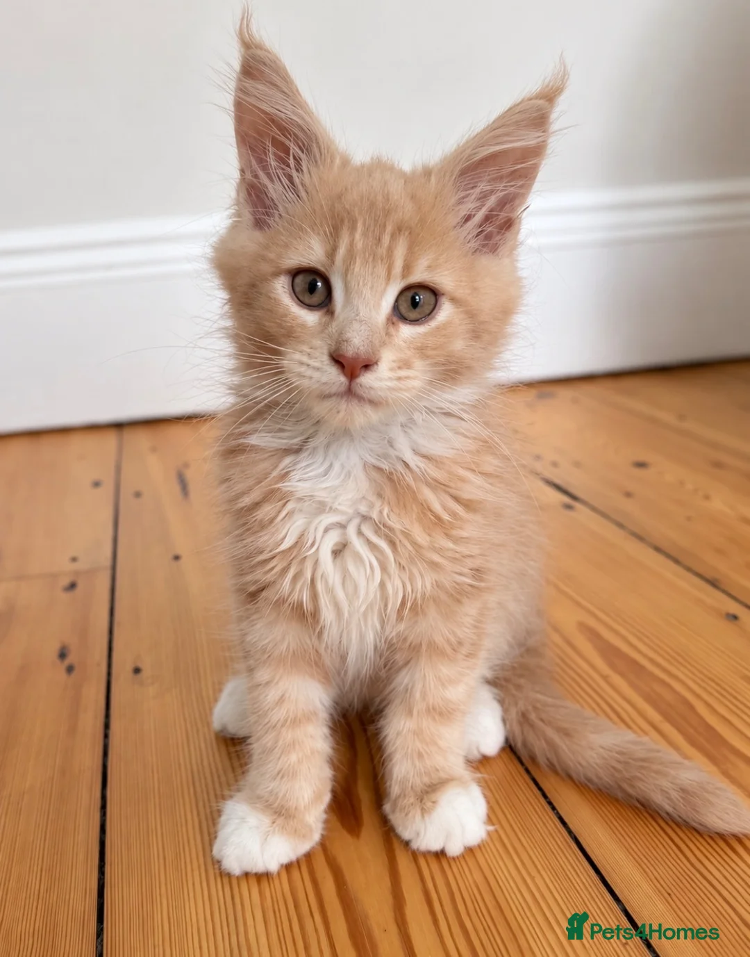 Maine Coon cats for sale: READY NOW ,TICA MALE MAINECOON - Advert 1
