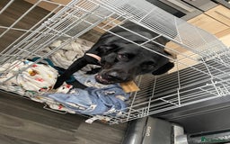 Labrador Retriever dogs for sale: Black lab  - Image 2