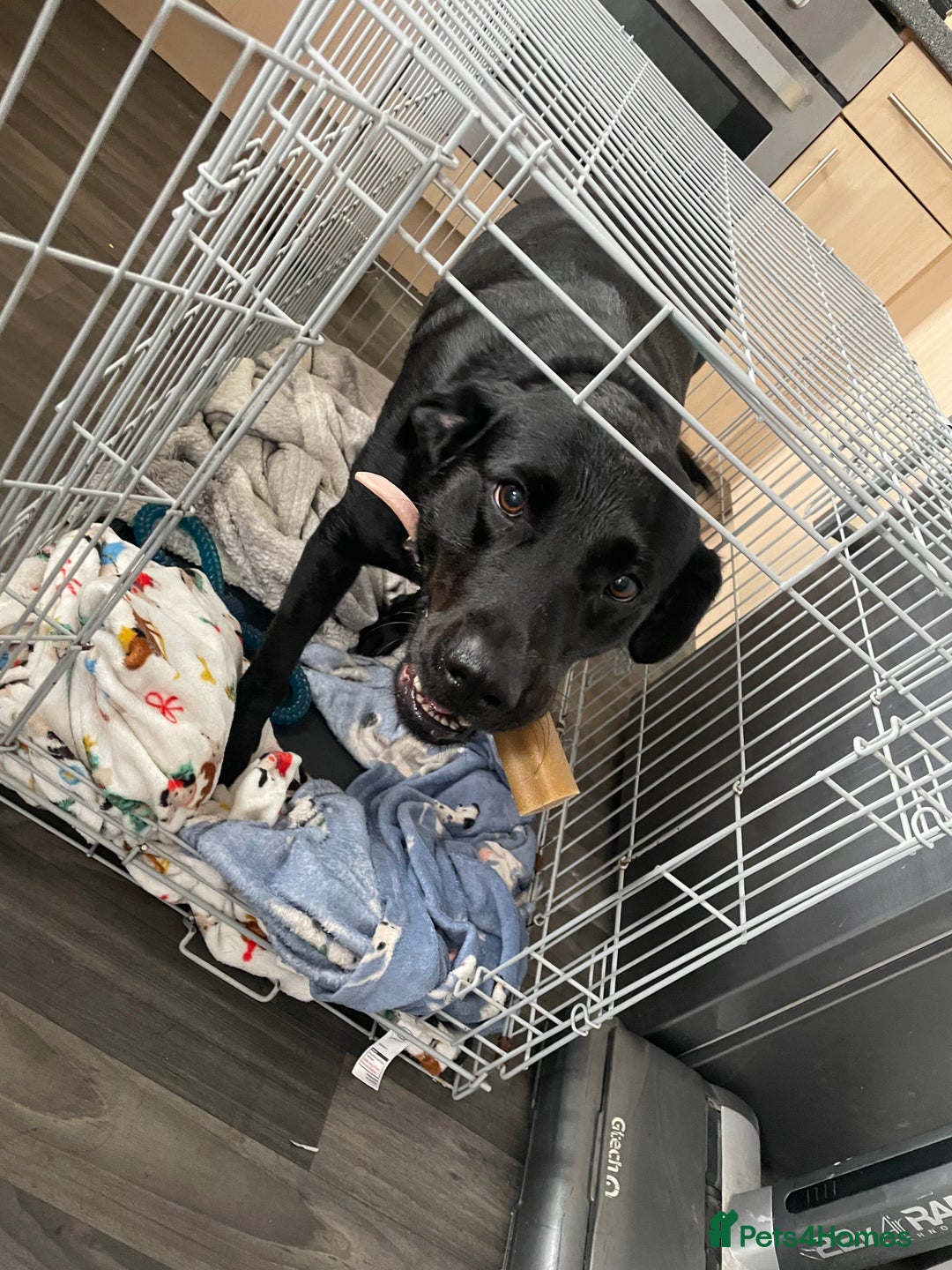 Labrador Retriever dogs for sale: Black lab  - Image 2