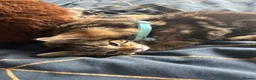 Mixed Breed cats for sale: male and female mixed breed kittens for sale in Dudley - Advert 7