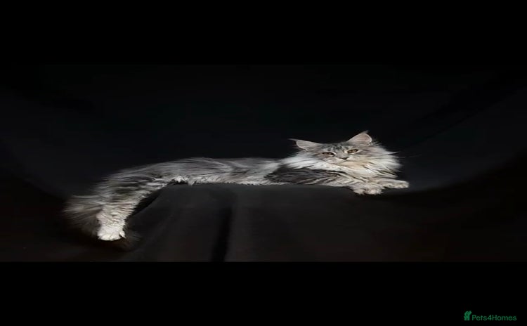Maine Coon cats - Advert 15