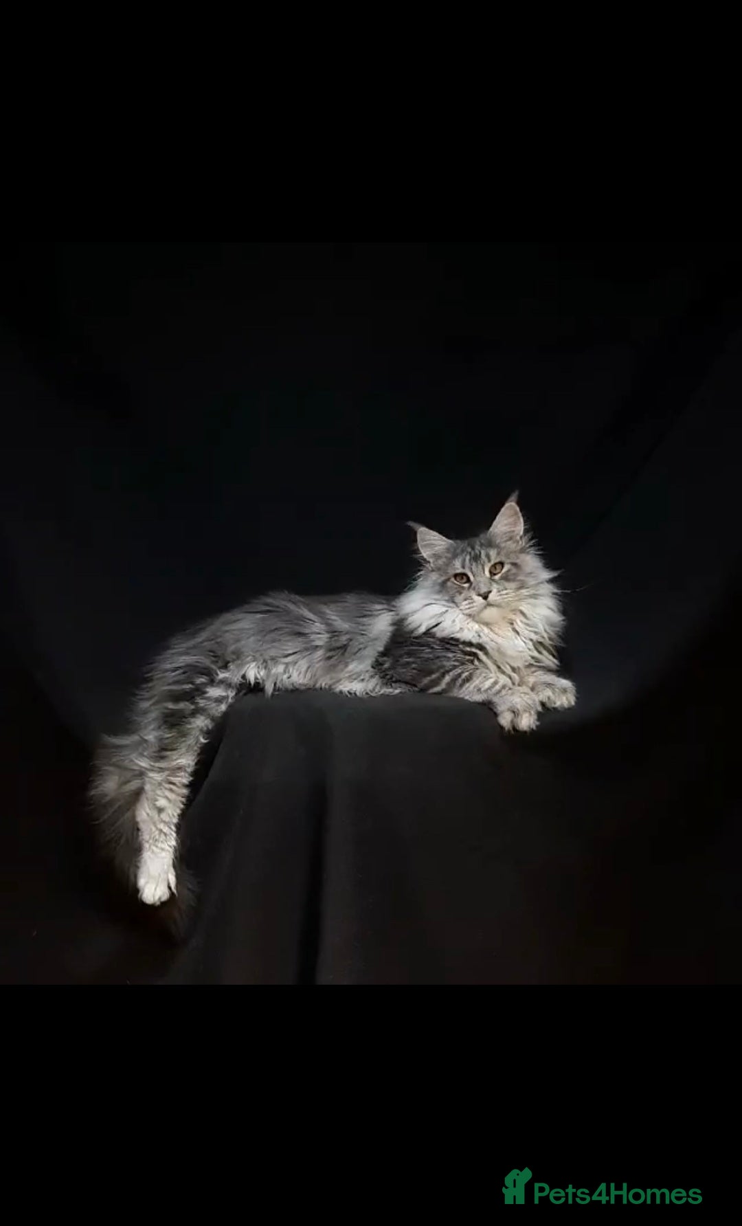 Maine Coon cats for sale:  GCCF Champion Title Maine Coon - Image 5
