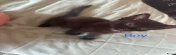Mixed Breed cats for sale: 4 beautiful kittens for sale  - Advert 8