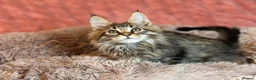 Maine Coon cats for sale: TICA registered Maine Coon Kittens  - Advert 14