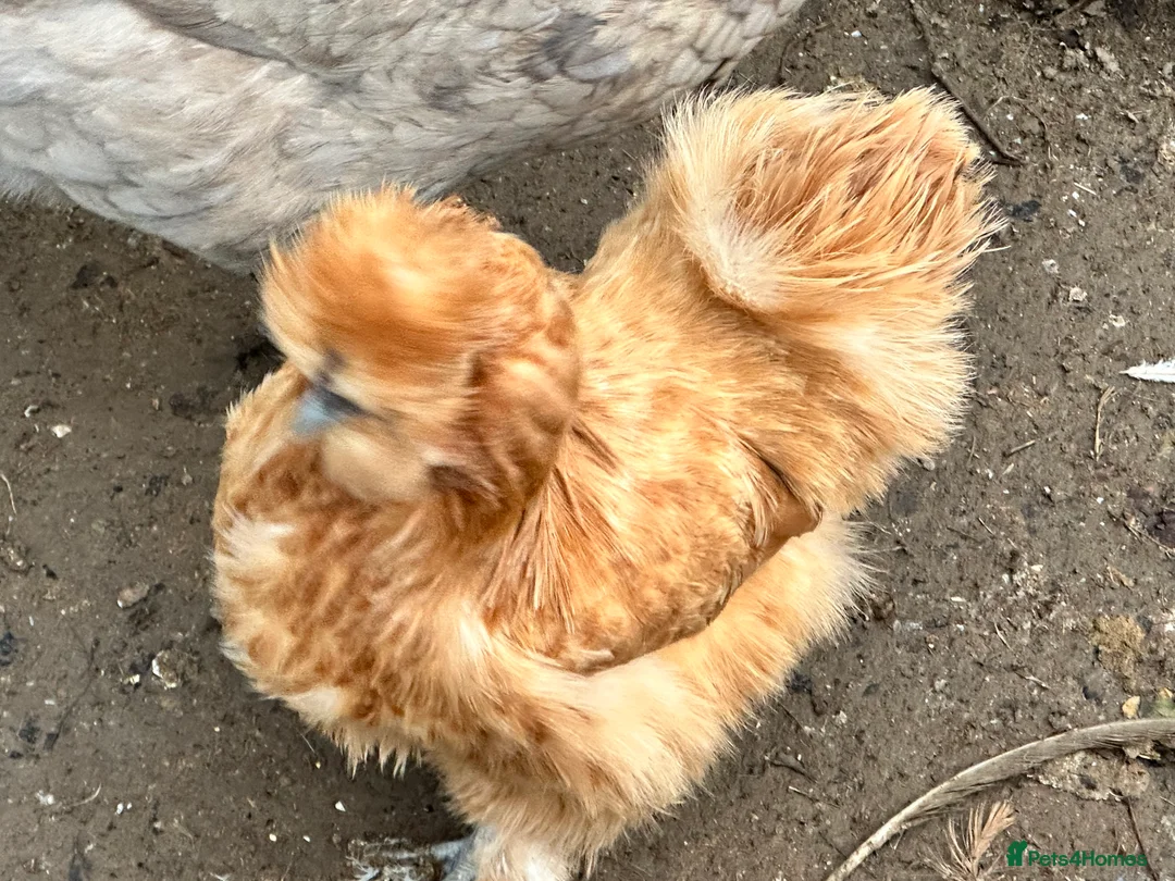 Chickens poultry for sale: Chicks, chickens and hatching eggs - Advert 9