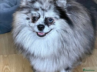 Pomeranian dogs Merle Pomeranian sisters 💖💖 - Advert 3