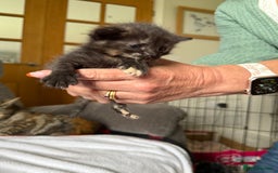 Mixed Breed cats for sale: Lovely mixed breed Kitrens for sale.  - Image 7