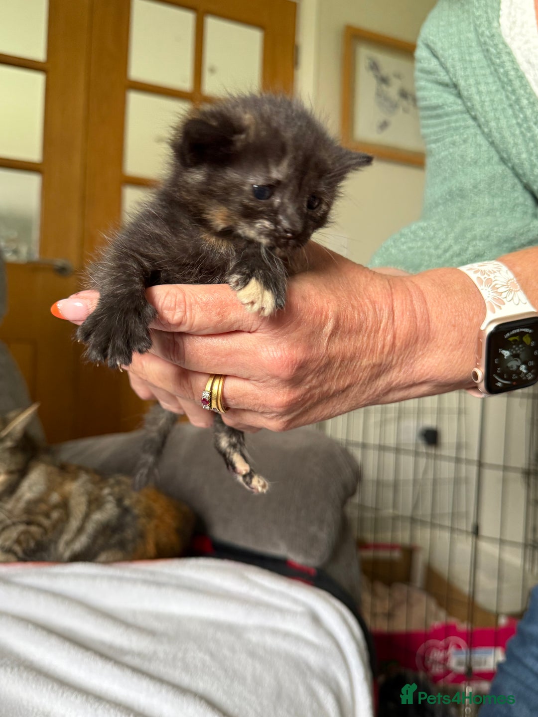 Mixed Breed cats for sale: Lovely mixed breed Kitrens for sale.  - Image 7