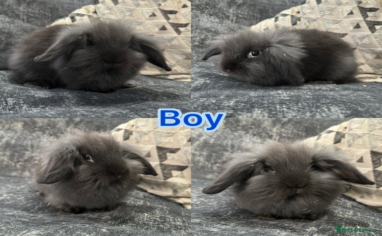 Mini Lion Lop rabbits - Advert 7
