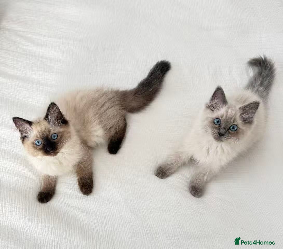 Ragdoll cats for sale: 🐾Stunning Ragdoll Kittens🧬DNA🏆ChampParents🐾 - Advert 9