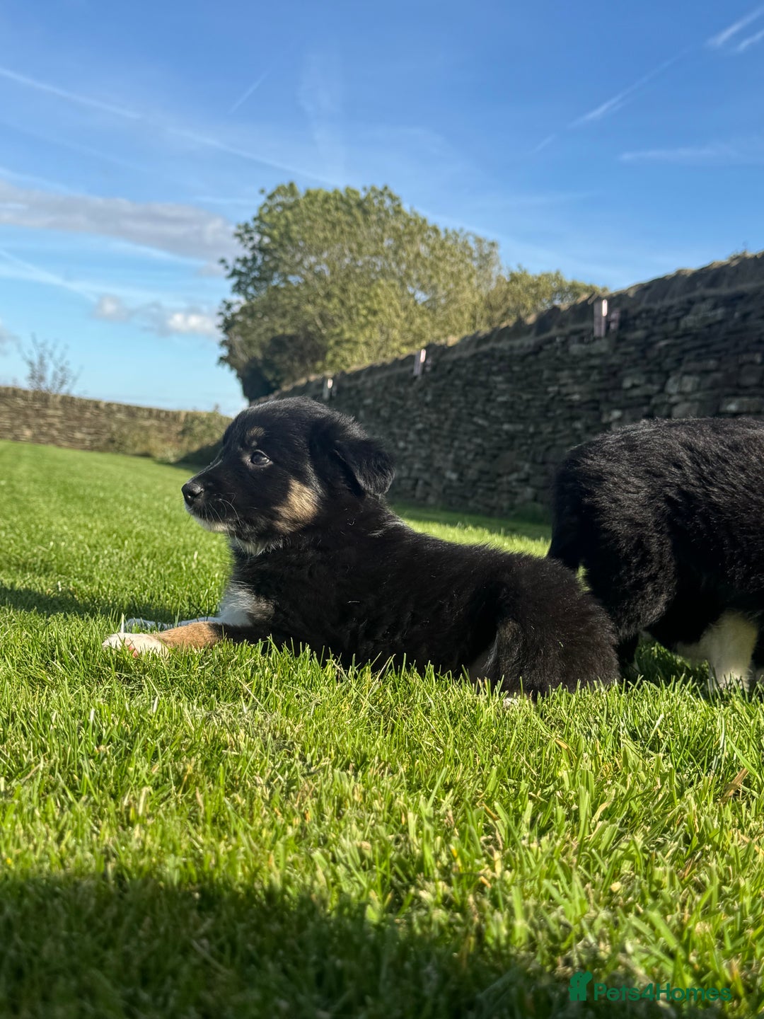 Border Collie dogs for sale: Superb litter of purebred Border Collie puppies  - Image 31