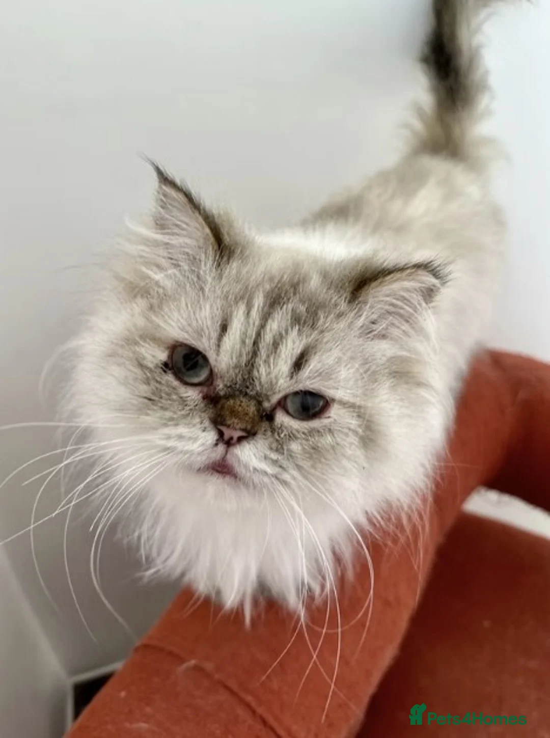 Persian cats for adoption: Female Cat for Indoor-Only Adoption - Advert 5