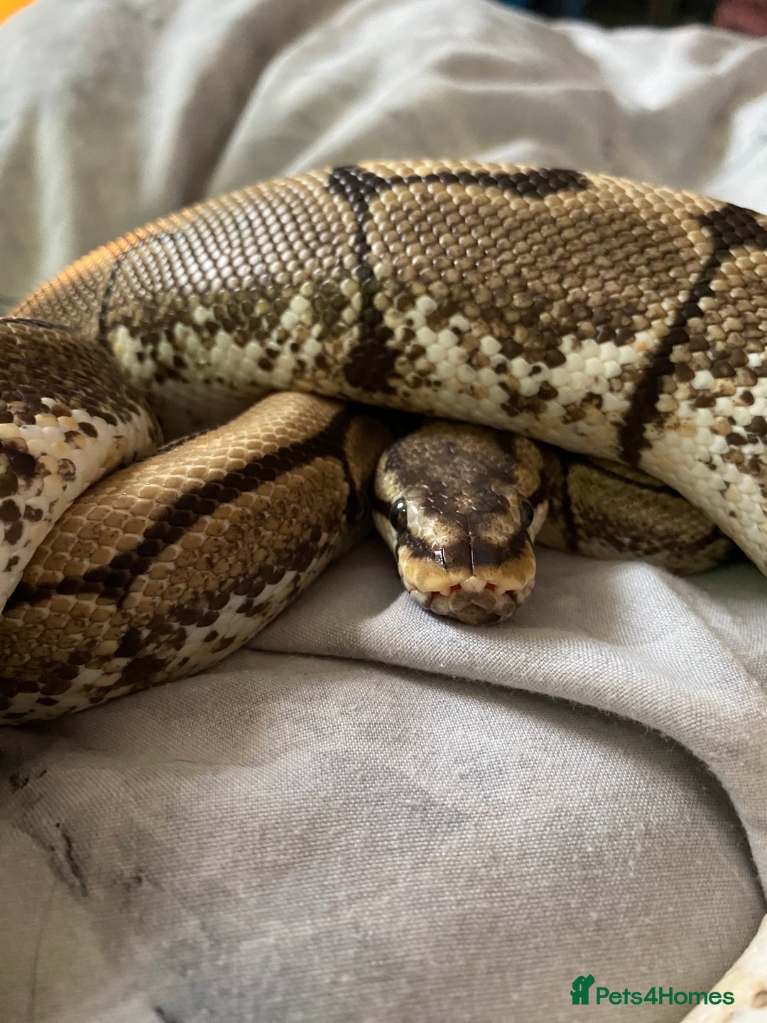 Mixed Breed reptiles for sale: Reptile, invert and amphibian rescue service.  - Image 14