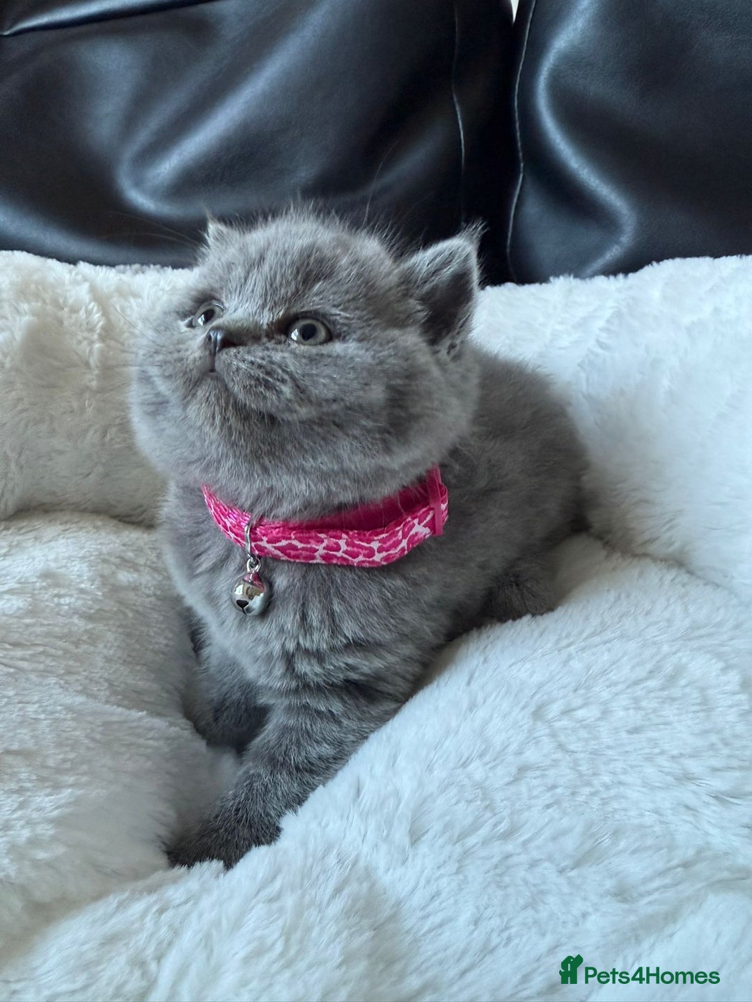 British Shorthair cats for sale: 5 beautiful British Shorthair Girls for sale - Advert 9