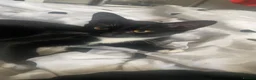 Domestic Shorthair cats for sale: Tuxedo cat (domestic shorthair)🐈‍⬛ - Advert 4