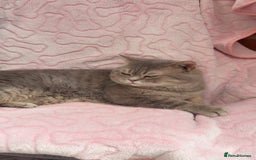 British Shorthair cats for sale: Friendly Male British Shorthair Kitten + Stuff in Birmingham - Image 9