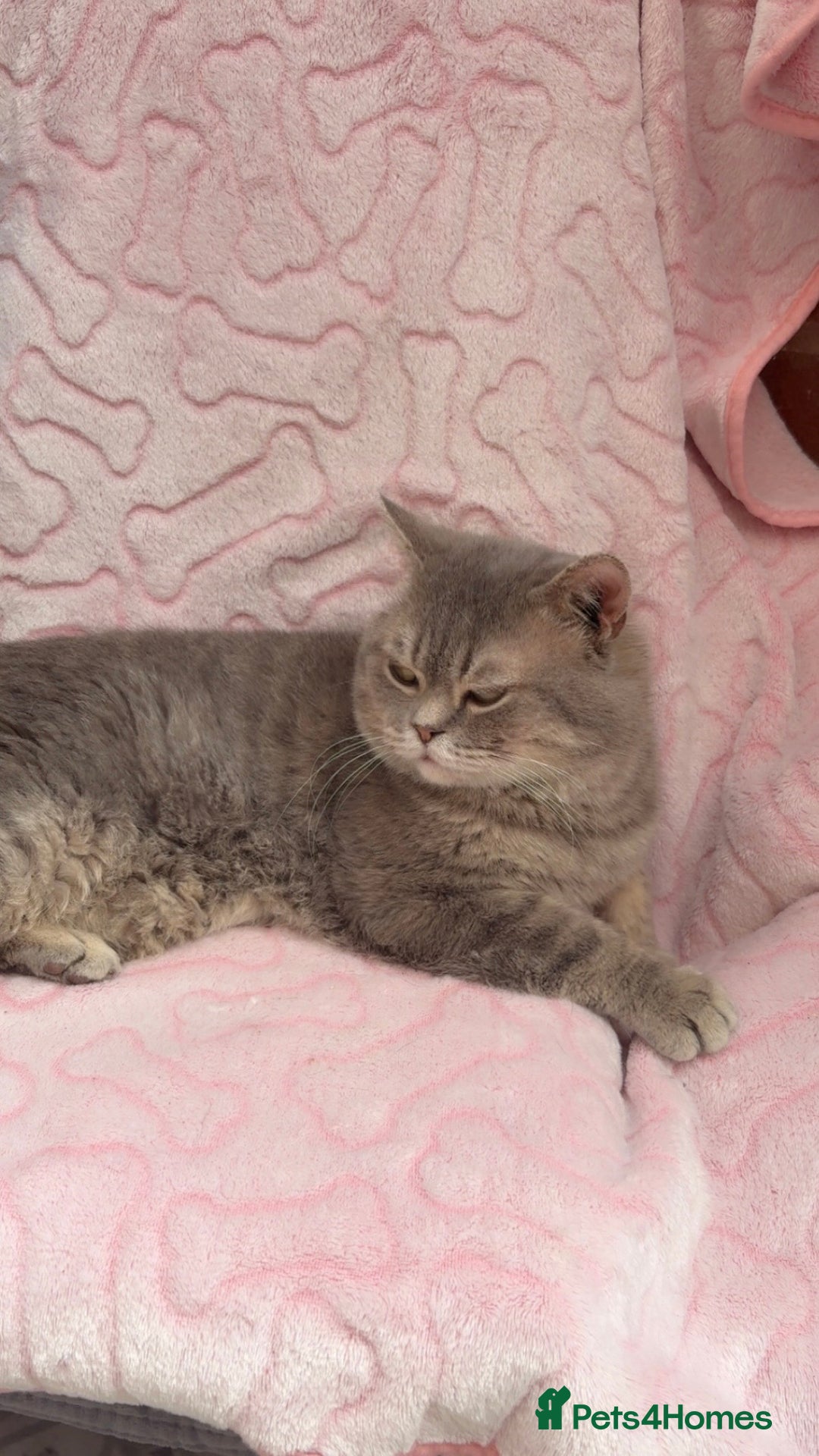 British Shorthair cats for sale: Friendly Male British Shorthair Kitten + Stuff in Birmingham - Image 9
