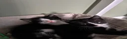 Mixed Breed cats for sale: 3 kittens needing forever homes - Advert 3
