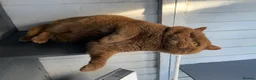 British Shorthair cats for sale: Champion Line British Shorthair Kittens - Advert 7