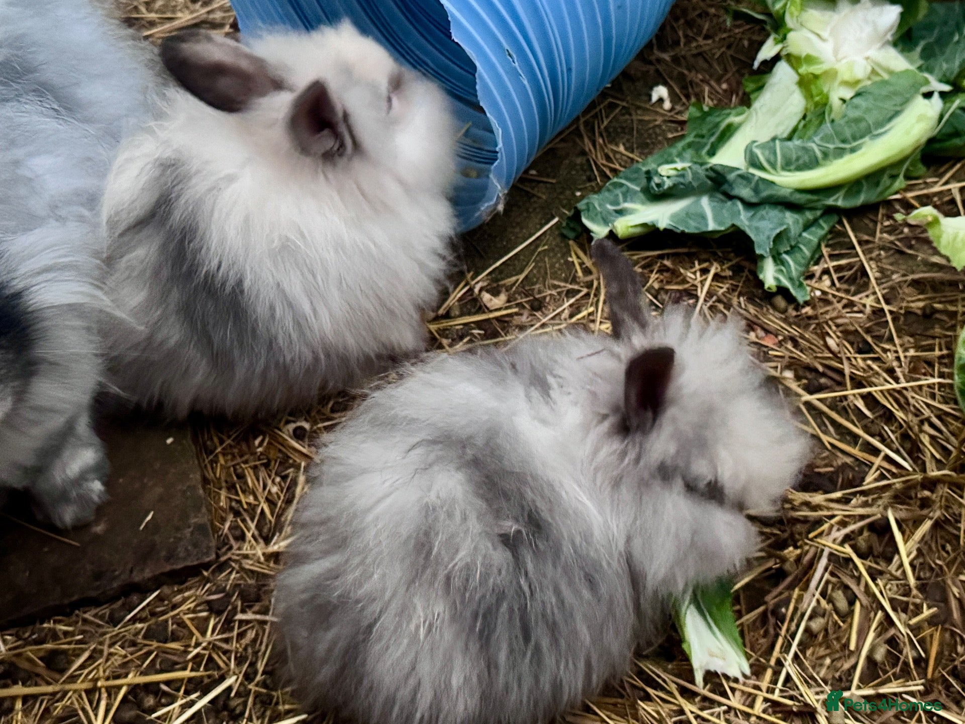 Mini Lion Lop rabbits Mini lion lops! now ready!!!! £25 each - Advert 12