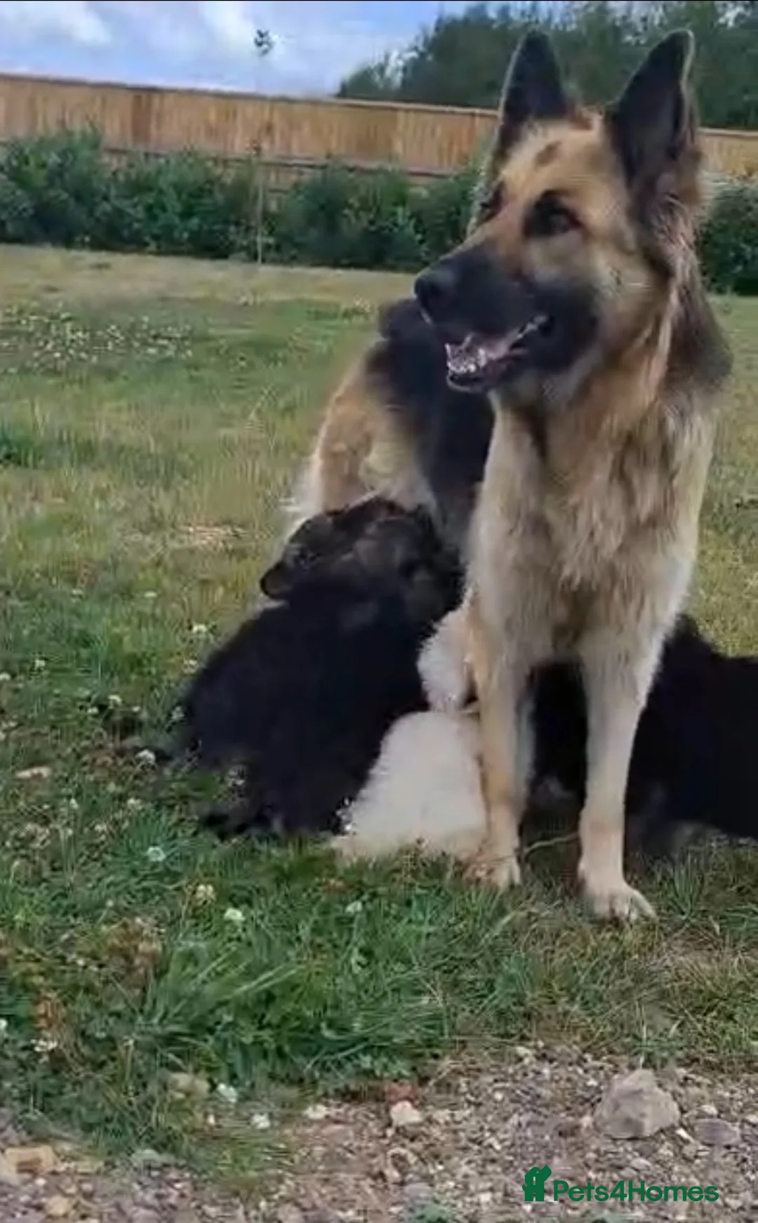 German Shepherd dogs for sale: German Shepherd puppies for sale - Advert 2