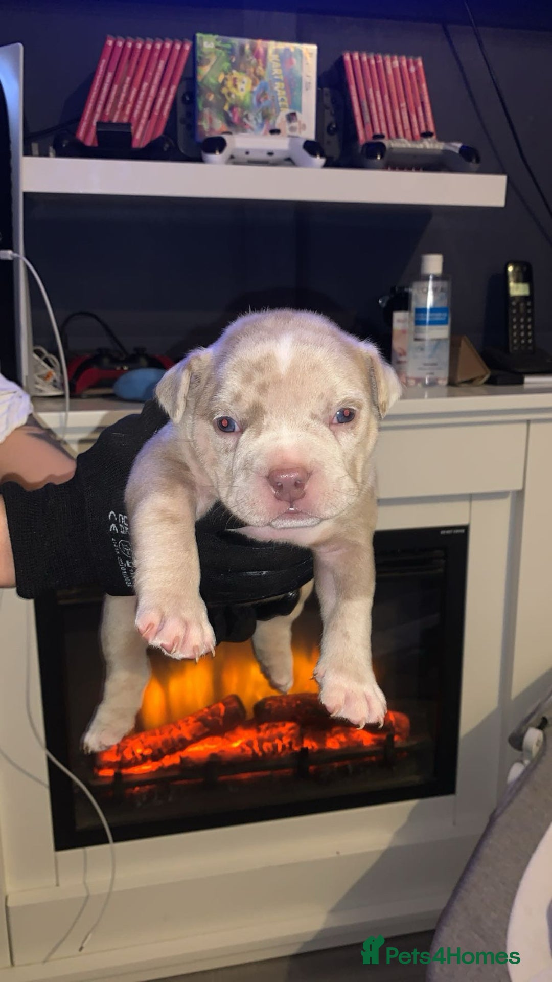 American Bully dogs for sale: Pocket bully puppies for sale  - Image 7