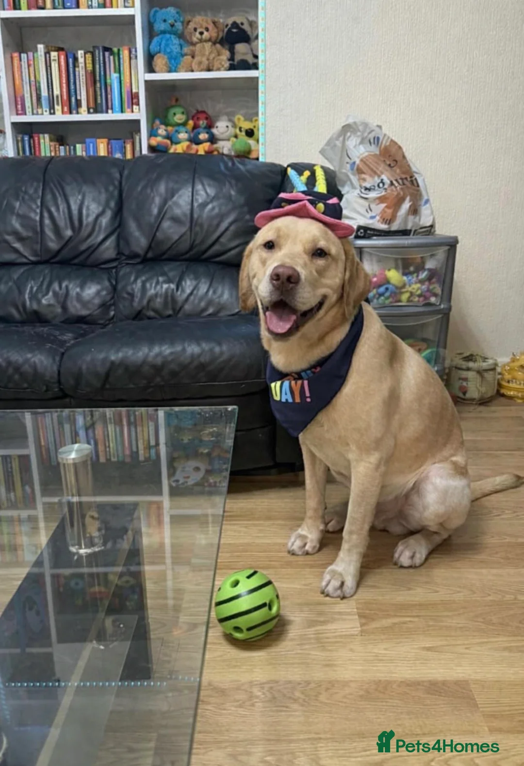 Labrador Retriever dogs for sale: Cute Yellow Labrador Retriever  - Advert 3