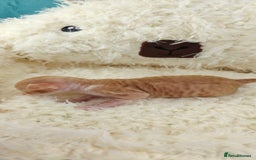 Cornish Rex cats for sale: Cornish Rex kittens available to reserve. - Image 9