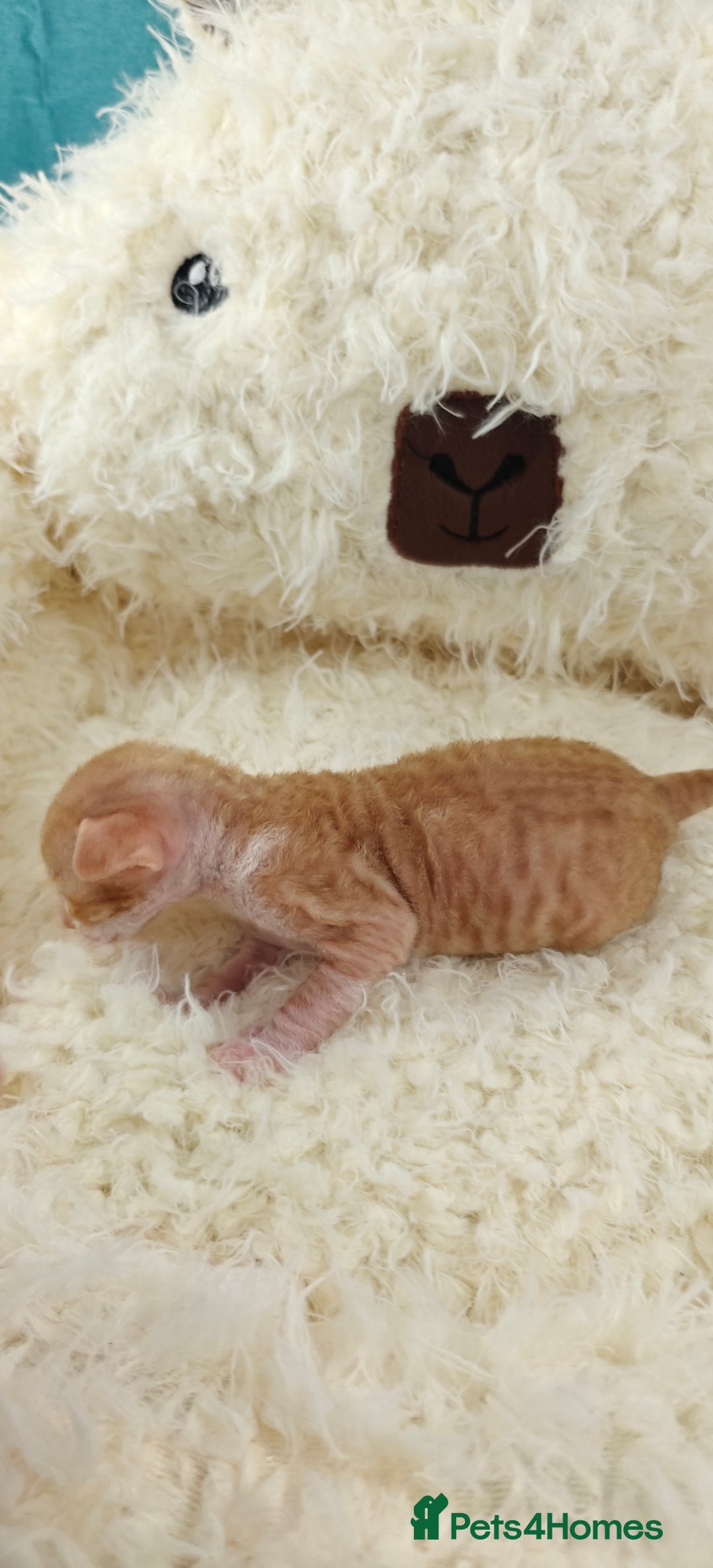 Cornish Rex cats for sale: Cornish Rex kittens available to reserve. - Image 9