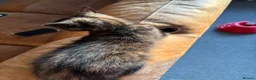 Mixed Breed cats for sale: Tortoise Female Kitten  - Advert 37