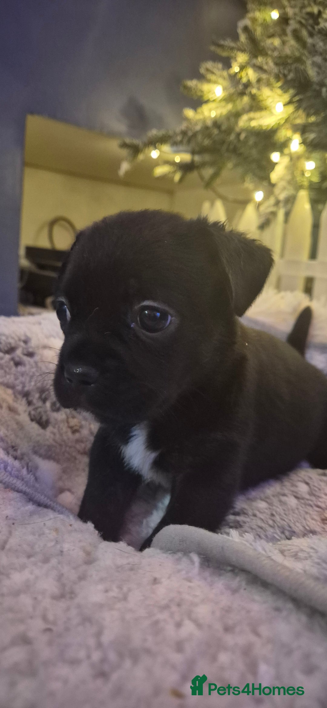 Mixed Breed dogs for sale: Labrador/french bulldog pups - Advert 4