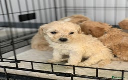 Cockapoo dogs for sale: F1B cockapoo puppys - Image 19