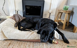 Mixed Breed dogs for sale: Vizsla x Lab  - Image 4