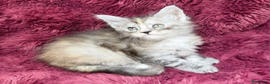 Maine Coon Kitten 6