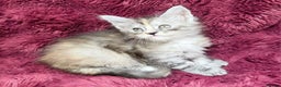 Maine Coon cats for sale: Pure Maine Coon kittens available  - Advert 8