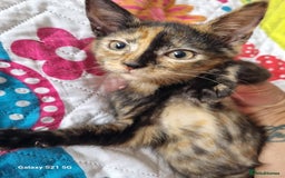 Domestic Shorthair cats for sale: READY TO GO  - Image 2
