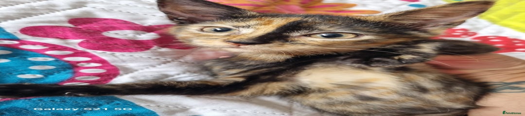 Domestic Shorthair Kitten 3