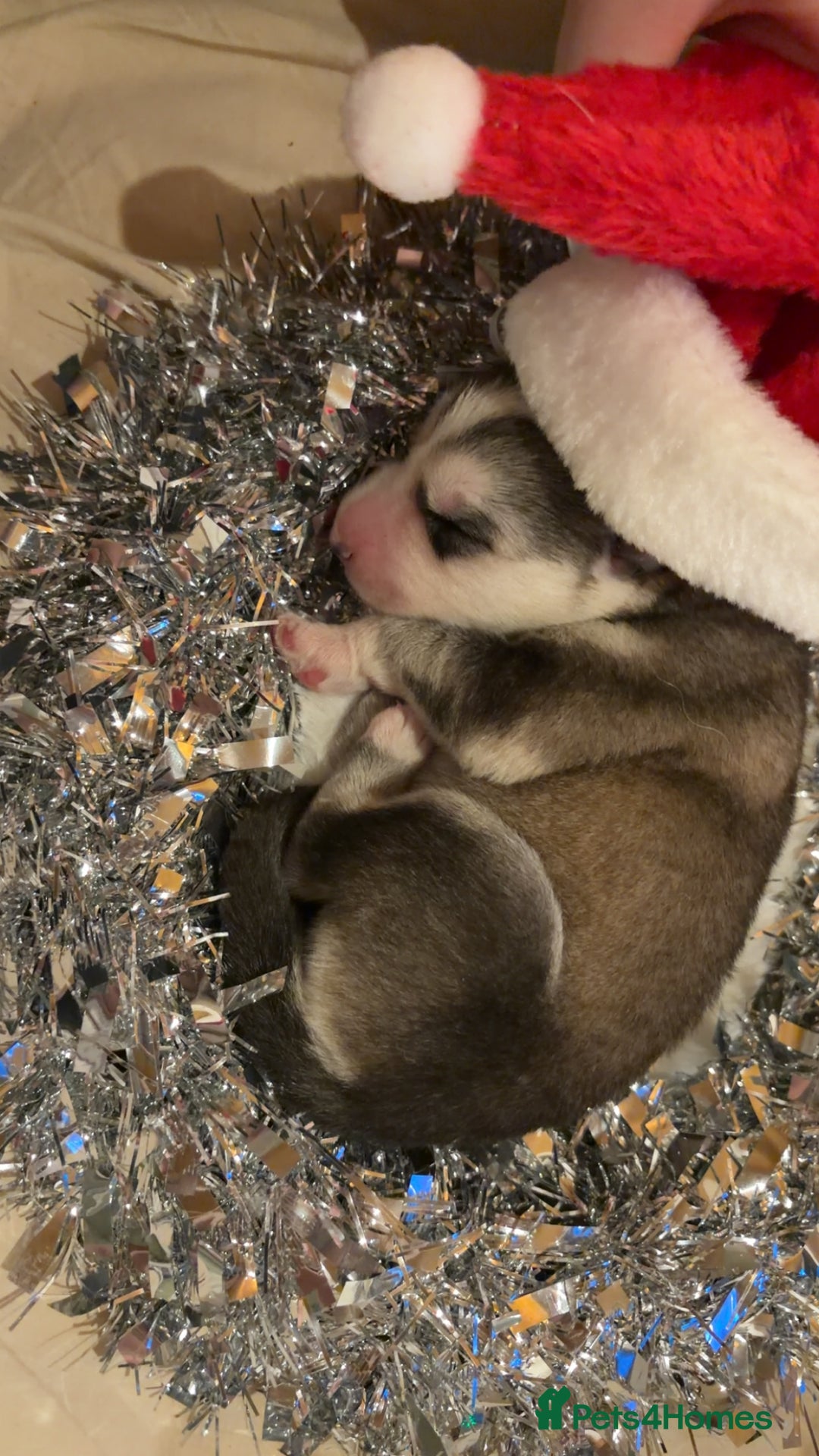 Shepsky dogs for sale: Northern innuit puppies - Advert 19