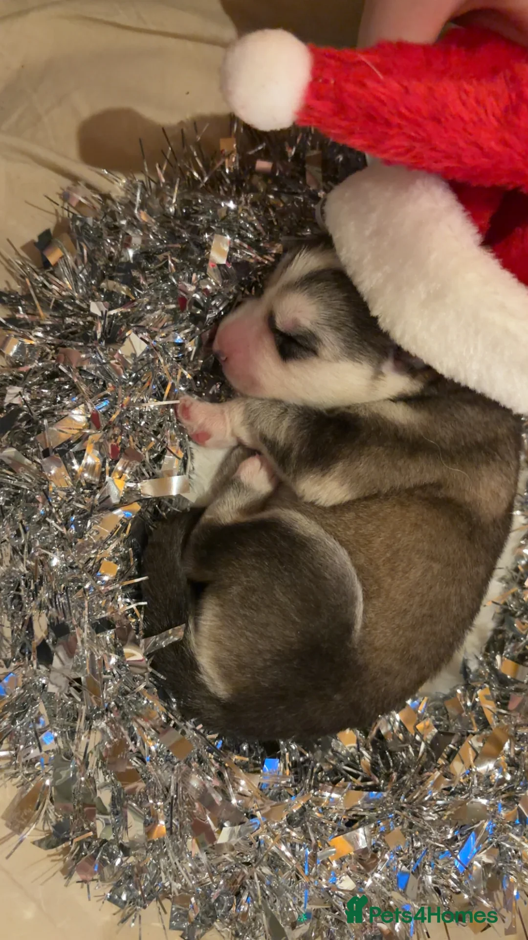 Shepsky dogs for sale: Northern innuit puppies - Advert 18