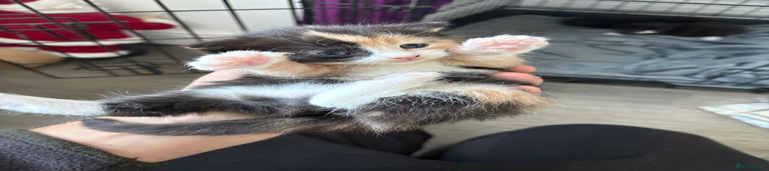 Mixed Breed Kitten 1