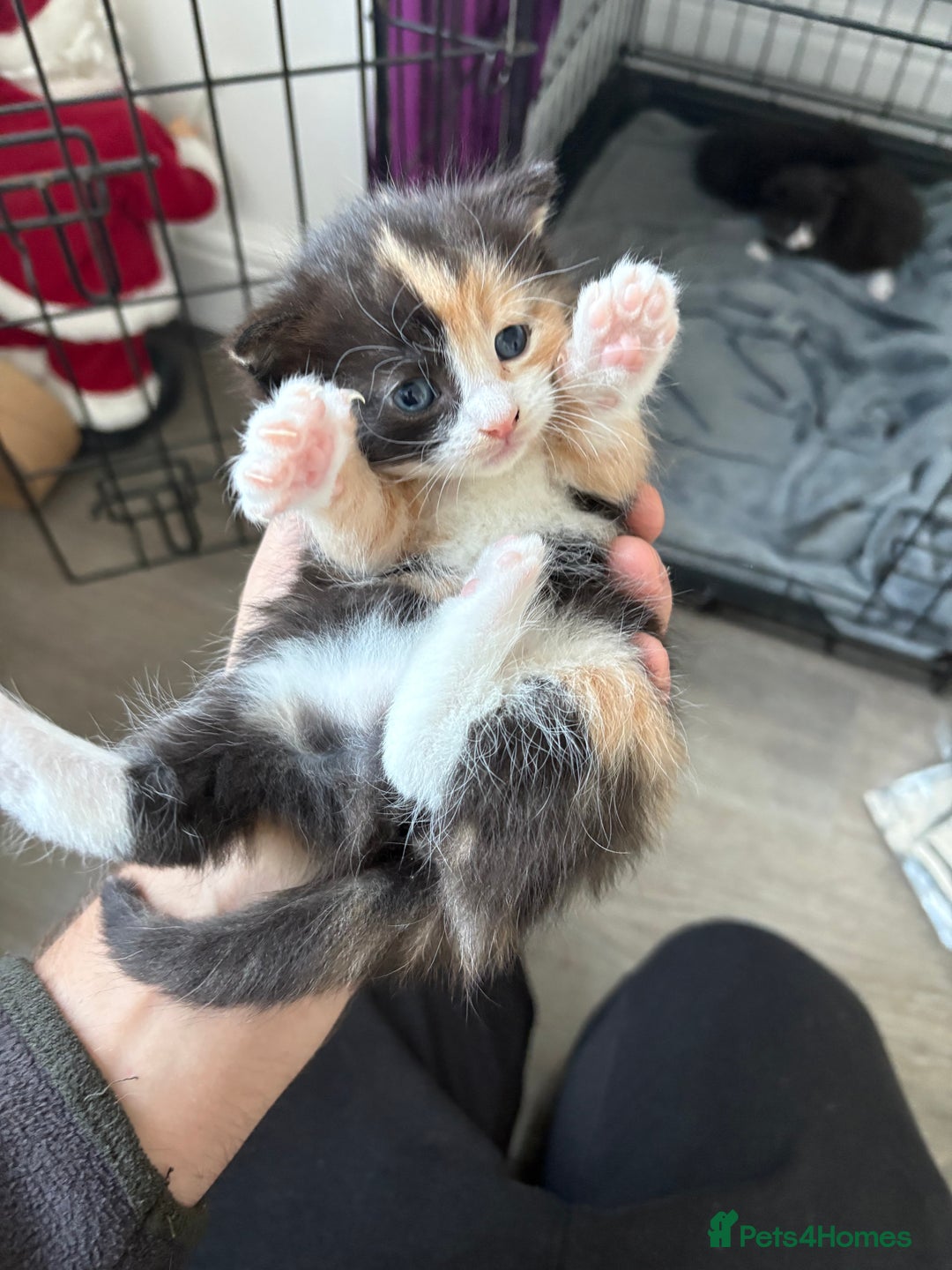 Mixed Breed cats for sale: Adorable Litter of Kittens ready for  🎄🐾 — £150 - Advert 5