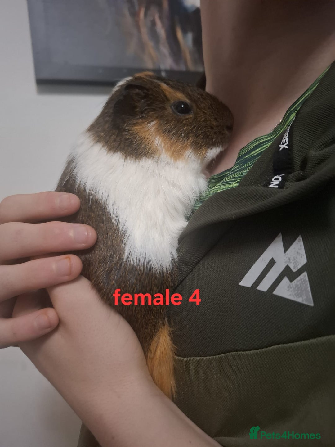 Guinea Pig rodents for sale: 13 guinea pigs mixed breed - Advert 18