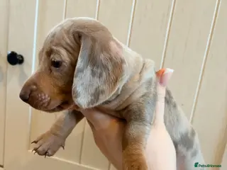 Miniature Dachshund dogs KC registered PRA CLEAR X2 minature Dachshunds - Advert 5