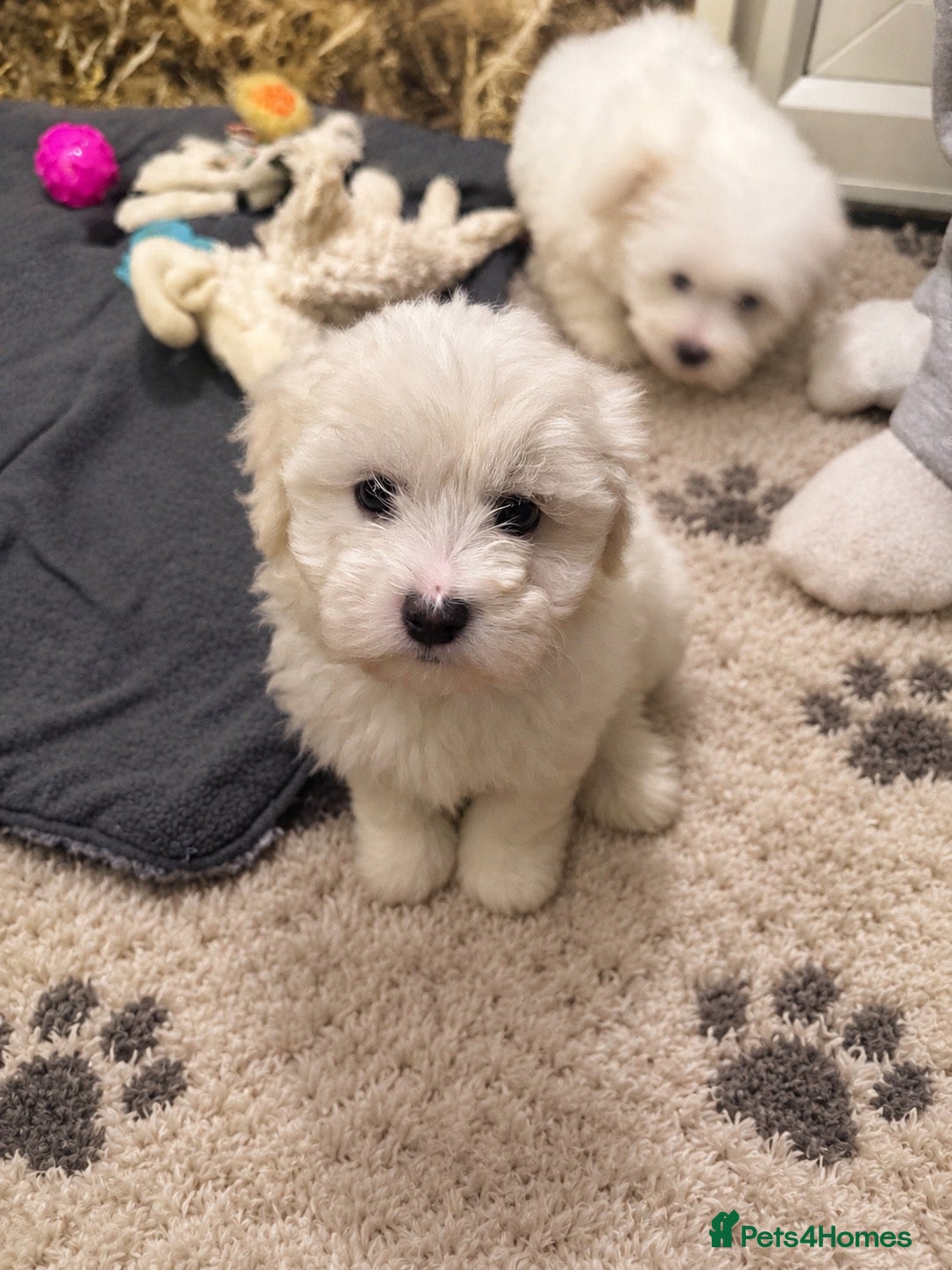 Bichon Frise dogs for sale: 1 Beautiful bichon frise puppy 🐶  - Advert 7