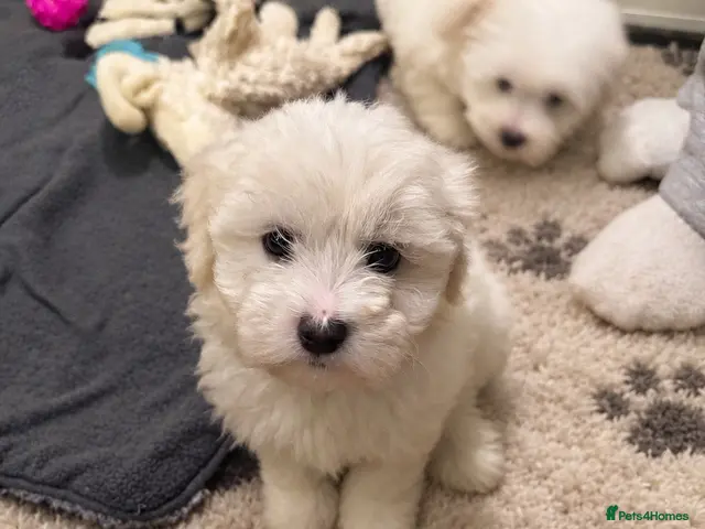 Bichon Frise dogs for sale: 1 Beautiful bichon frise puppy 🐶 - Advert 7