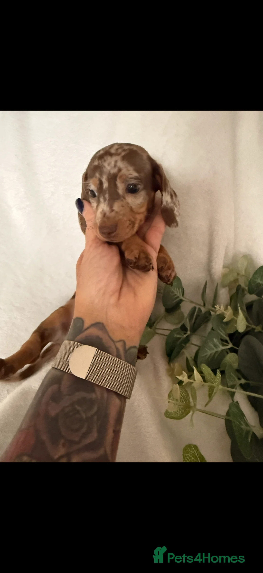 Dachshund dogs for sale: Beautiful miniature dachshunds dapple & Isabella  - Advert 18