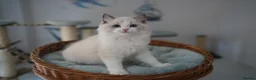 Ragdoll cats for sale: TICA registered kittens - Advert 3